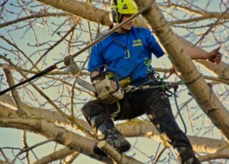 Pruning in the North Shore Region