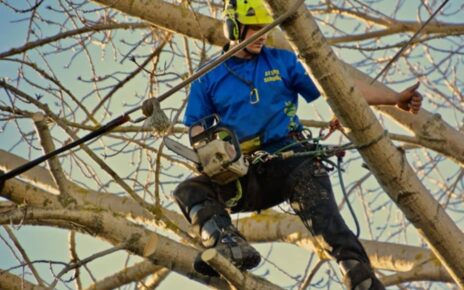 Pruning in the North Shore Region