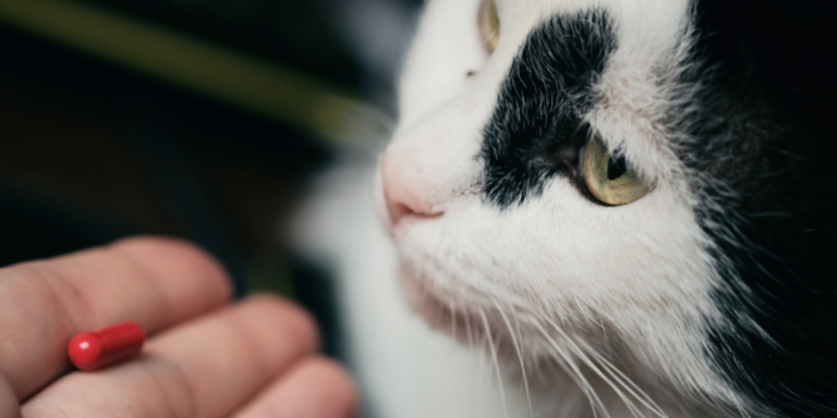 The Role Of Cat Clinics In Managing Chronic Conditions