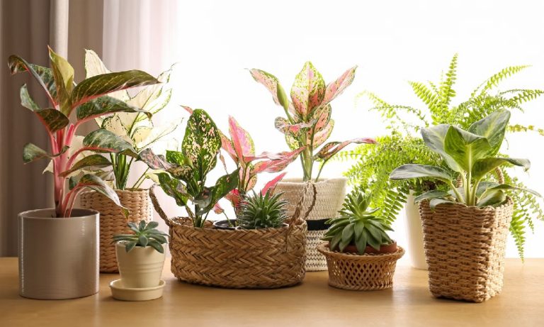 Quality Products for Home, Garden & Lifestyle Needs